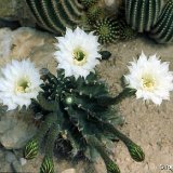 Echinopsis tubiflora JLcoll.1462.jpg